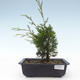 Venkovní bonsai - Juniperus chinensis Itoigawa-Jalovec čínský VB2019-26974 - 1/2