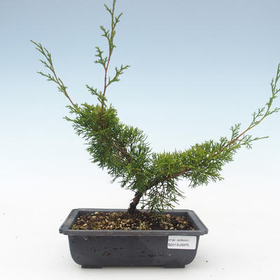 Venkovní bonsai - Juniperus chinensis Itoigawa-Jalovec čínský VB2019-26975 - 1