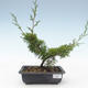 Venkovní bonsai - Juniperus chinensis Itoigawa-Jalovec čínský VB2019-26975 - 1/2