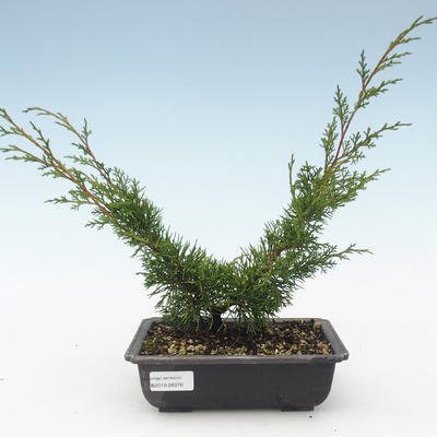 Venkovní bonsai - Juniperus chinensis Itoigawa-Jalovec čínský VB2019-26976 - 1