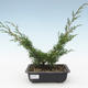 Venkovní bonsai - Juniperus chinensis Itoigawa-Jalovec čínský VB2019-26976 - 1/2