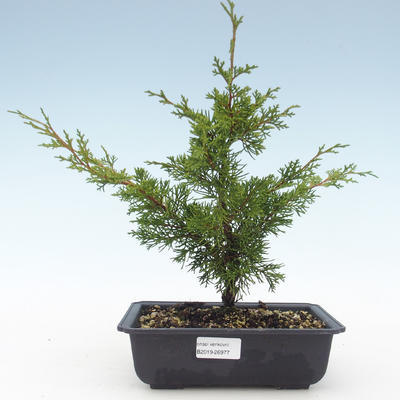 Venkovní bonsai - Juniperus chinensis Itoigawa-Jalovec čínský VB2019-26977 - 1
