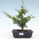 Venkovní bonsai - Juniperus chinensis Itoigawa-Jalovec čínský VB2019-26977 - 1/2