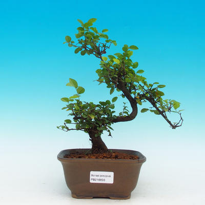 Pokojová bonsai - Sagerécie čajová PB216698 - 1