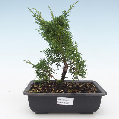 Venkovní bonsai - Juniperus chinensis Itoigawa-Jalovec čínský VB2019-26980 - 1