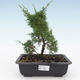 Venkovní bonsai - Juniperus chinensis Itoigawa-Jalovec čínský VB2019-26980 - 1/2