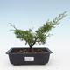 Venkovní bonsai - Juniperus chinensis Itoigawa-Jalovec čínský VB2019-26981 - 1/2