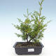 Venkovní bonsai - Juniperus chinensis Itoigawa-Jalovec čínský VB2019-26982 - 1/2