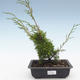 Venkovní bonsai - Juniperus chinensis Itoigawa-Jalovec čínský VB2019-26983 - 1/2
