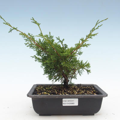 Venkovní bonsai - Juniperus chinensis Itoigawa-Jalovec čínský VB2019-26989 - 1