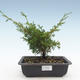 Venkovní bonsai - Juniperus chinensis Itoigawa-Jalovec čínský VB2019-26989 - 1/2