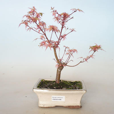 Venkovní bonsai -Javor dlanitolistý Acer palmatum Butterfly VB2020-698 - 1