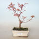 Venkovní bonsai -Javor dlanitolistý Acer palmatum Butterfly VB2020-698 - 1/2