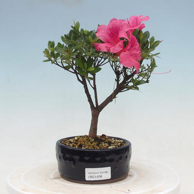 Venkovní bonsai - Rhododendron sp. - Azalka červená - 1