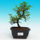 Pokojová bonsai - Sagerécie čajová PB216699 - 1/4