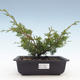 Venkovní bonsai - Juniperus chinensis Itoigawa-Jalovec čínský VB2019-26990 - 1/2