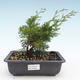 Venkovní bonsai - Juniperus chinensis Itoigawa-Jalovec čínský VB2019-26993 - 1/2