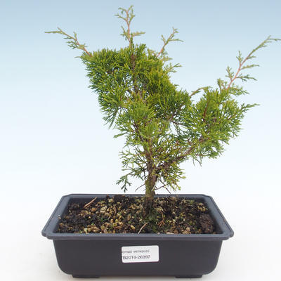 Venkovní bonsai - Juniperus chinensis Itoigawa-Jalovec čínský VB2019-26997 - 1
