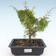 Venkovní bonsai - Juniperus chinensis Itoigawa-Jalovec čínský VB2019-26997 - 1/2