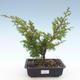 Venkovní bonsai - Juniperus chinensis Itoigawa-Jalovec čínský VB2019-26998 - 1/2