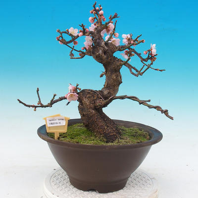 Venkovní bonsai -Japonská meruňka - Prunus Mume - 1