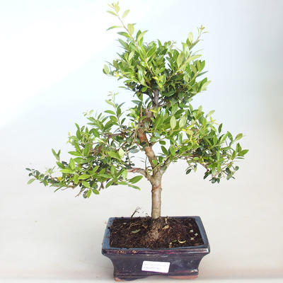 Pokojová bonsai - Ilex crenata - Cesmína PB2201161 - 1