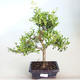 Pokojová bonsai - Ilex crenata - Cesmína PB2201161 - 1/2