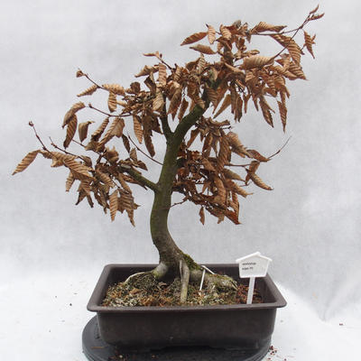 Venkovní bonsai -Habr obecný - Carpinus carpinoides - 1