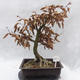 Venkovní bonsai -Habr obecný - Carpinus carpinoides - 1/5