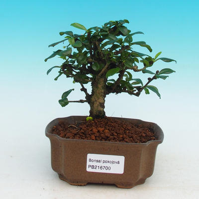 Pokojová bonsai - Carmona macrophylla PB216700 - 1