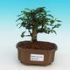 Pokojová bonsai - Carmona macrophylla PB216700 - 1/5