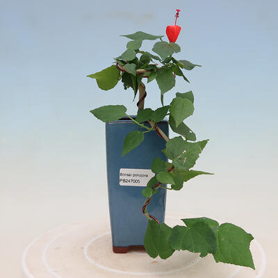 Pokojová bonsai - Malvaviscus arboreus - ibiškovec dřevnatý - 1
