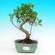 Pokojová bonsai - malolistý fíkus PB215700 - 1/2