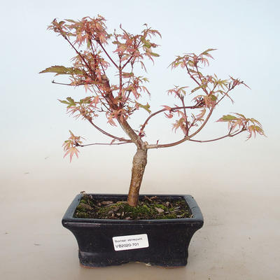 Venkovní bonsai -Javor dlanitolistý Acer palmatum Butterfly VB2020-701 - 1