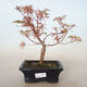 Venkovní bonsai -Javor dlanitolistý Acer palmatum Butterfly VB2020-701 - 1/2