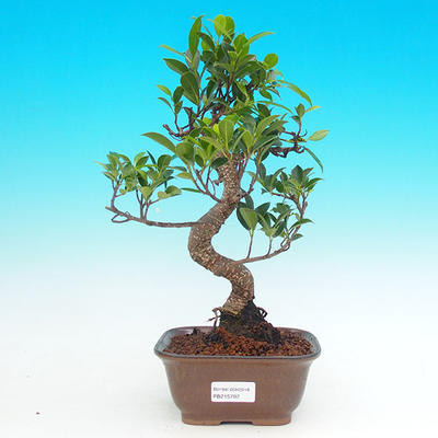 Pokojová bonsai - malolistý fíkus PB215702 - 1