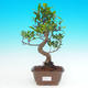 Pokojová bonsai - malolistý fíkus PB215702 - 1/2
