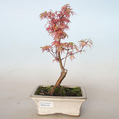 Venkovní bonsai -Javor dlanitolistý Acer palmatum Butterfly VB2020-702 - 1