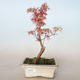 Venkovní bonsai -Javor dlanitolistý Acer palmatum Butterfly VB2020-702 - 1/2