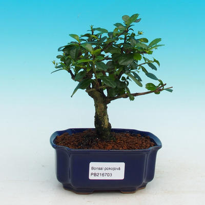 Pokojová bonsai - Carmona macrophylla PB216703 - 1