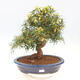 Pokojová bonsai - Ficus nerifolia -  malolistý fíkus - 1/6