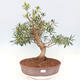 Pokojová bonsai - Ficus nerifolia -  malolistý fíkus - 1/5