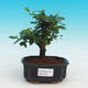 Pokojová bonsai - Carmona macrophylla PB216707 - 1/5