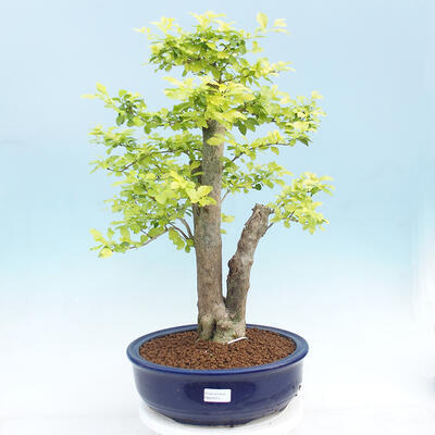 Pokojová bonsai - Duranta erecta Aurea - 1