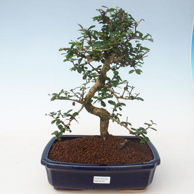 Pokojová bonsai - Carmona macrophylla - Čaj fuki PB2191707 - 1