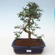 Pokojová bonsai - Carmona macrophylla - Čaj fuki PB2191707 - 1/5
