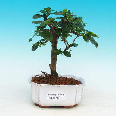 Pokojová bonsai - Carmona macrophylla PB216708 - 1