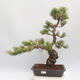 Venkovní bonsai - Pinus parviflora - borovice drobnokvětá - 1/5