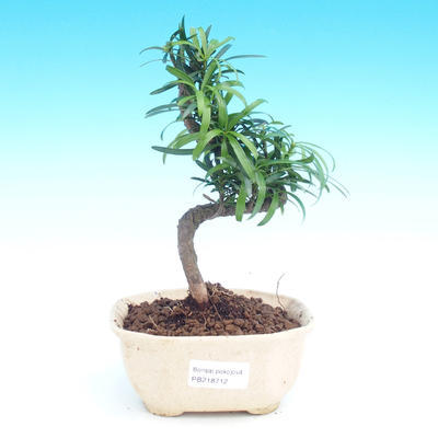Pokojová bonsai-Podocarpus- kamenný tis - 1