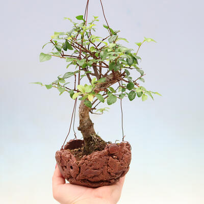 Kokedama v keramice -Ulmus parvifolia- malolistý jilm - 1